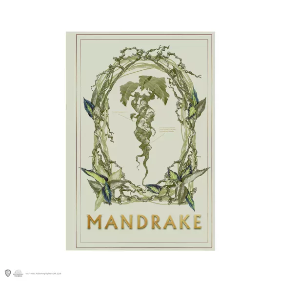 Harry Potter - Mandragóra puhafedeles jegyzetfüzet Harry Potter - Mandragóra puhafedeles jegyzetfüzet